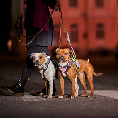 Hurtta Weekend Warrior Valjas II - Neon Musta