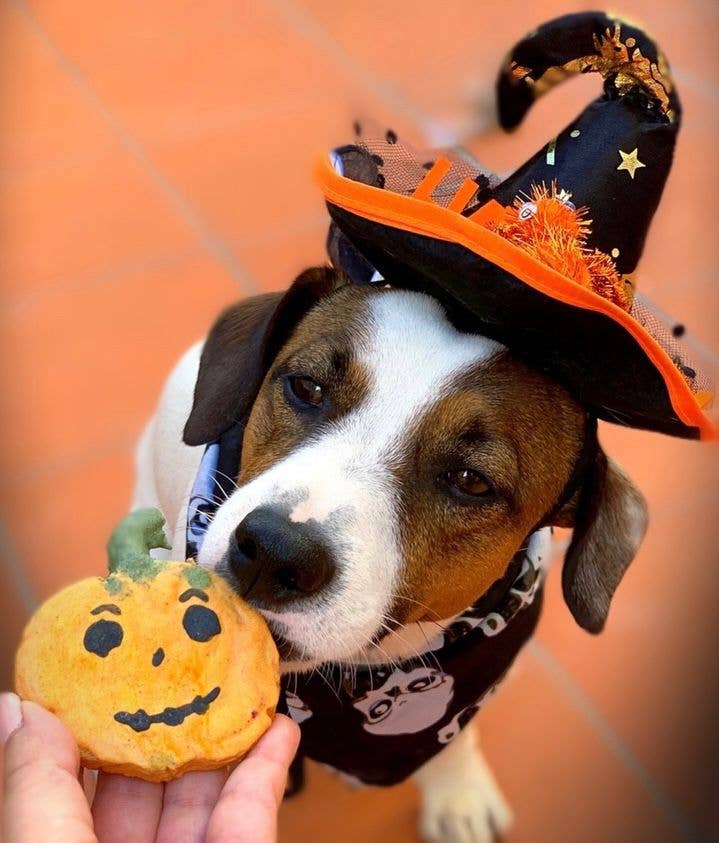 Cooka's Cookies Halloween - Spooky Box