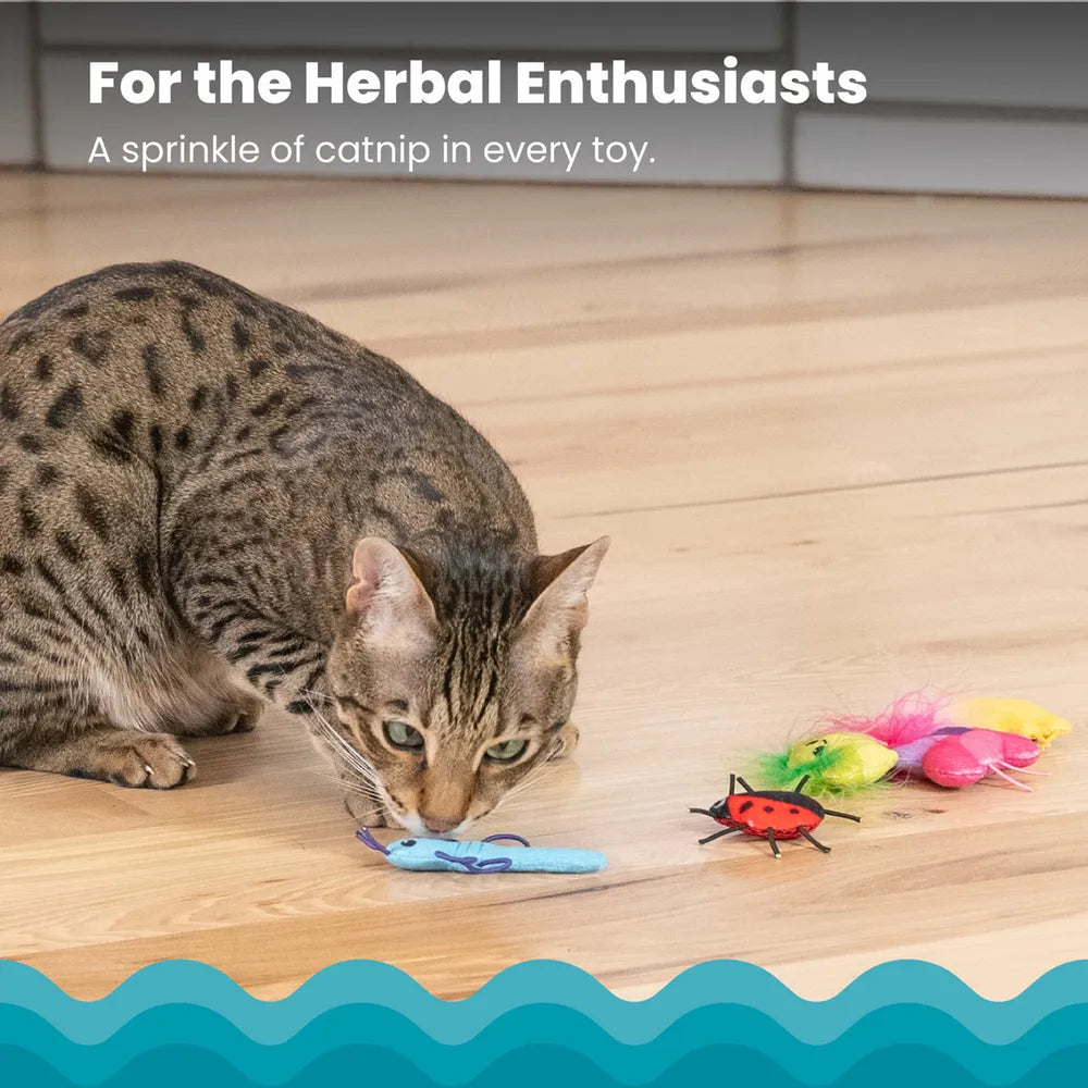 Catstages Cute As A Bug 6-pack