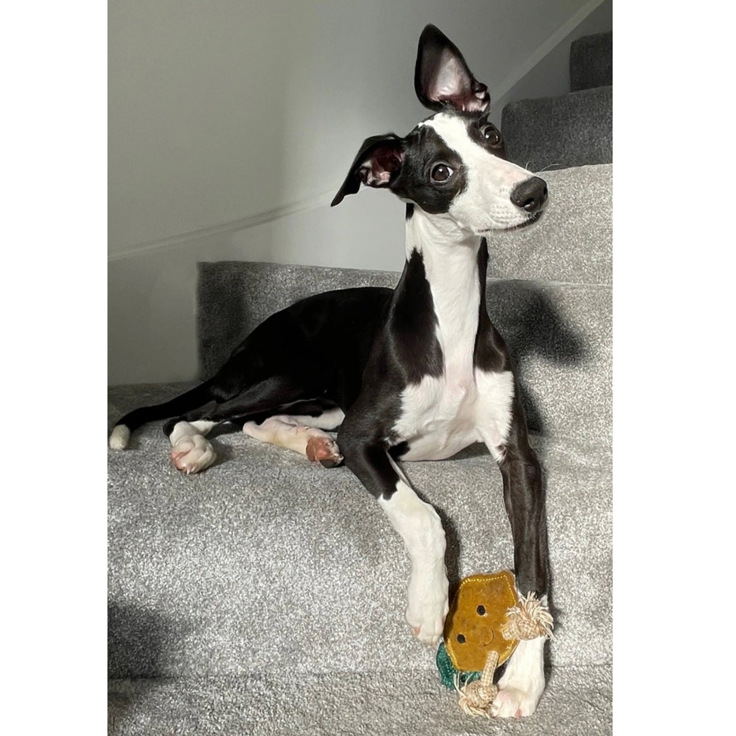 Green & Wilds Libby the Lemon, Eco Dog & Cat Toy