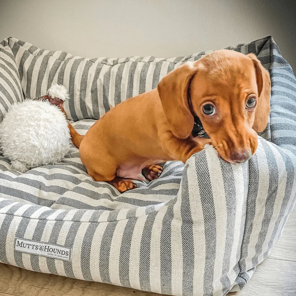 Koiran Peti Boxy Flint Striped