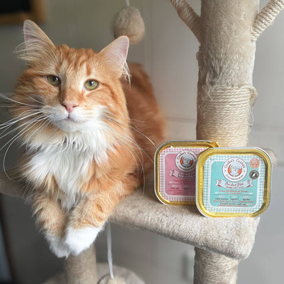 Cooka's Cookies PURRFECT Paté – Luonnollinen Naudanlihapaté Kissoille