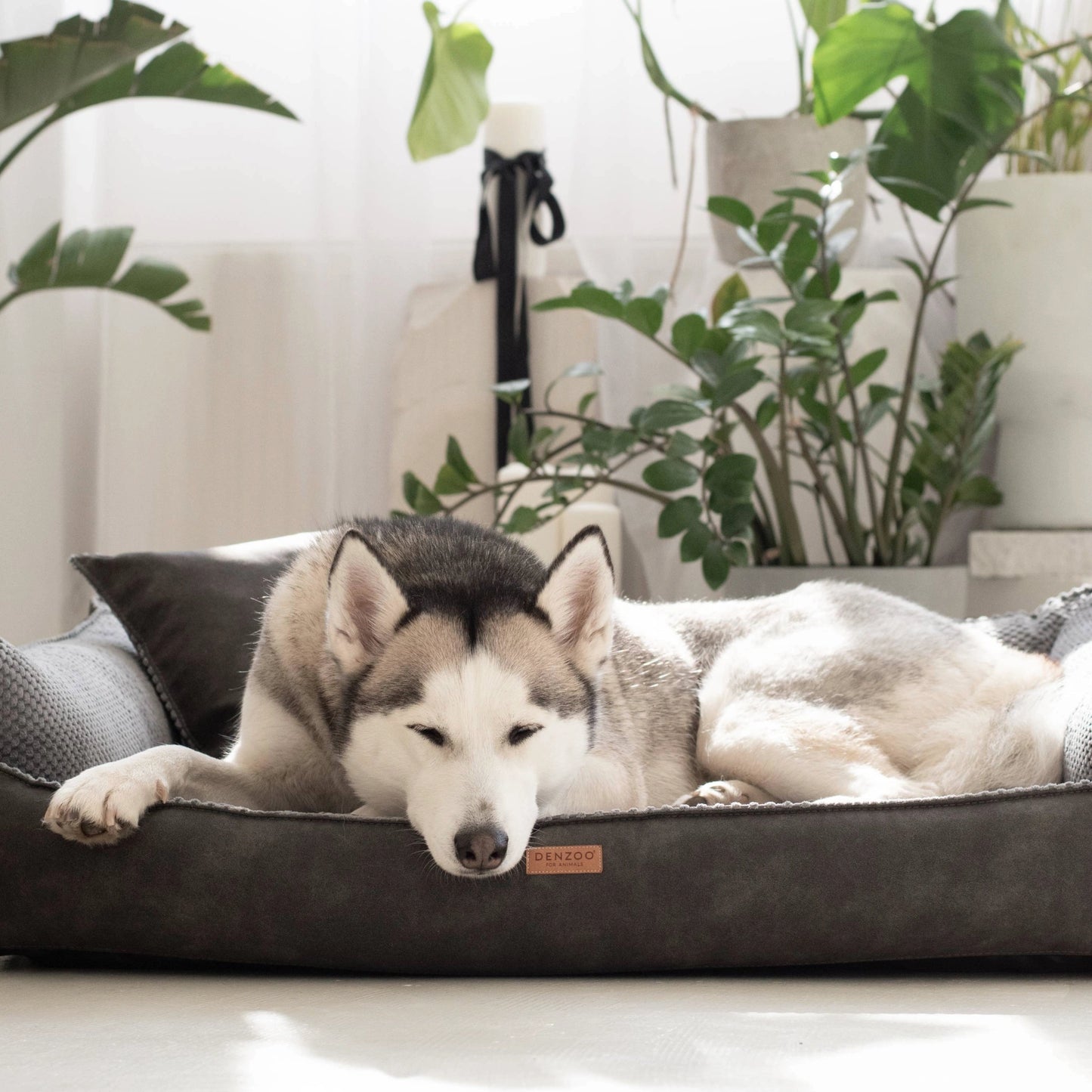 Denzoo Koiranpeti ANCONA, Dark Grey