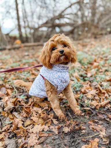 Puppy Bohéme Teddy Liivi - Winter Bloom
