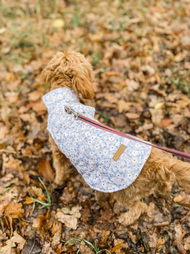 Puppy Bohéme Teddy Liivi - Winter Bloom