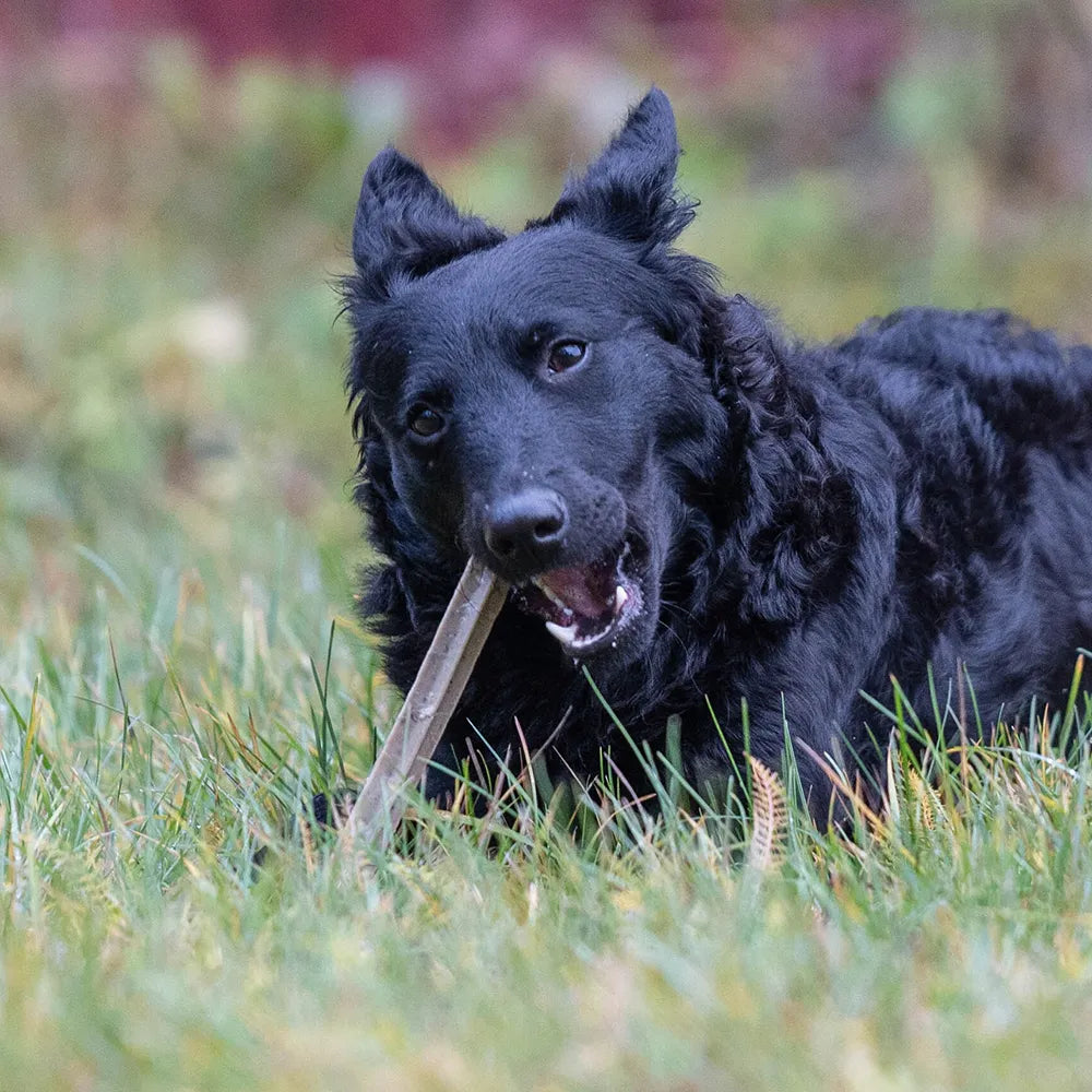 Kasvis merilevä purutikku koiralle