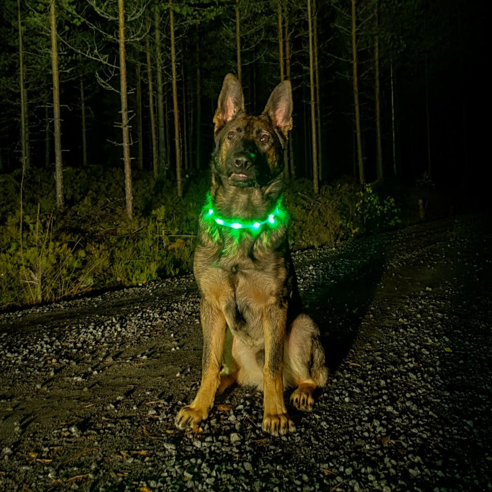 LED valopanta koiralle