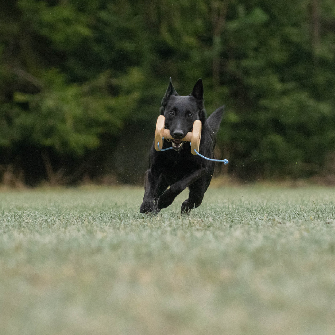 Raddog noutokapula naruilla