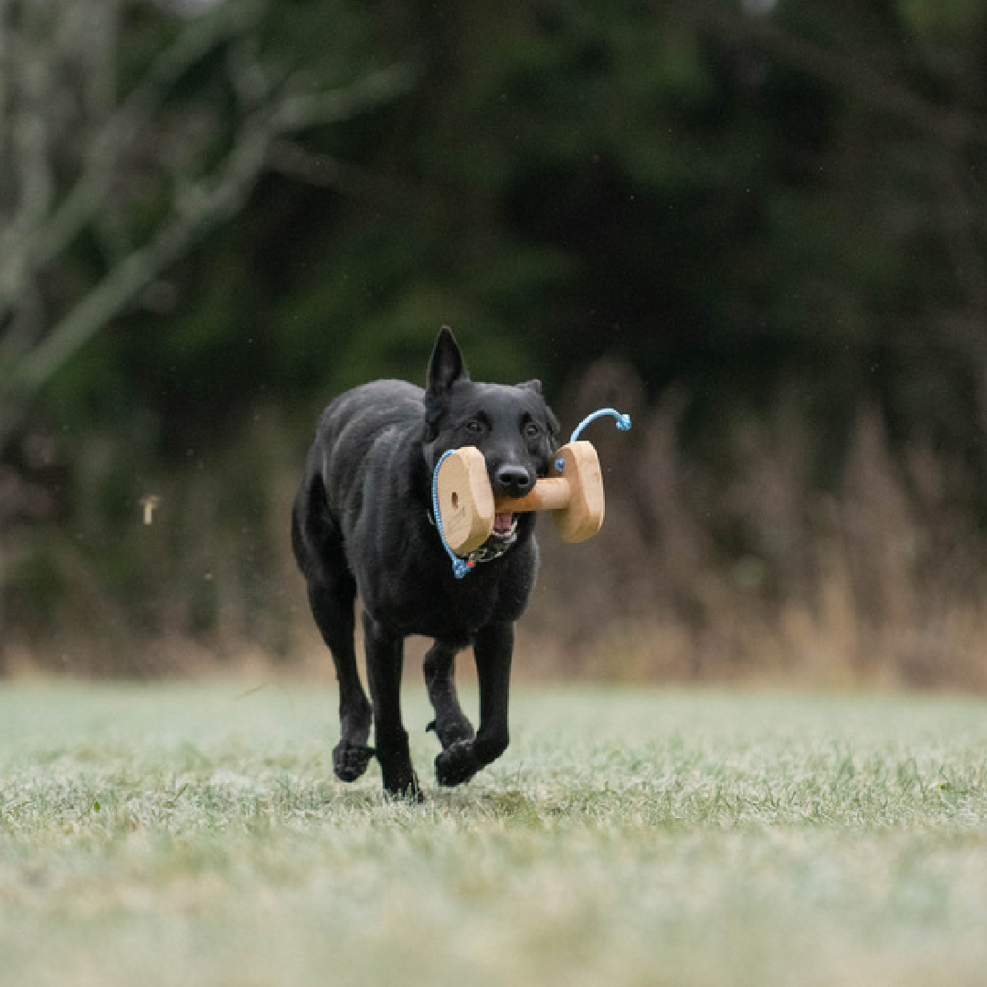 Raddog noutokapula naruilla