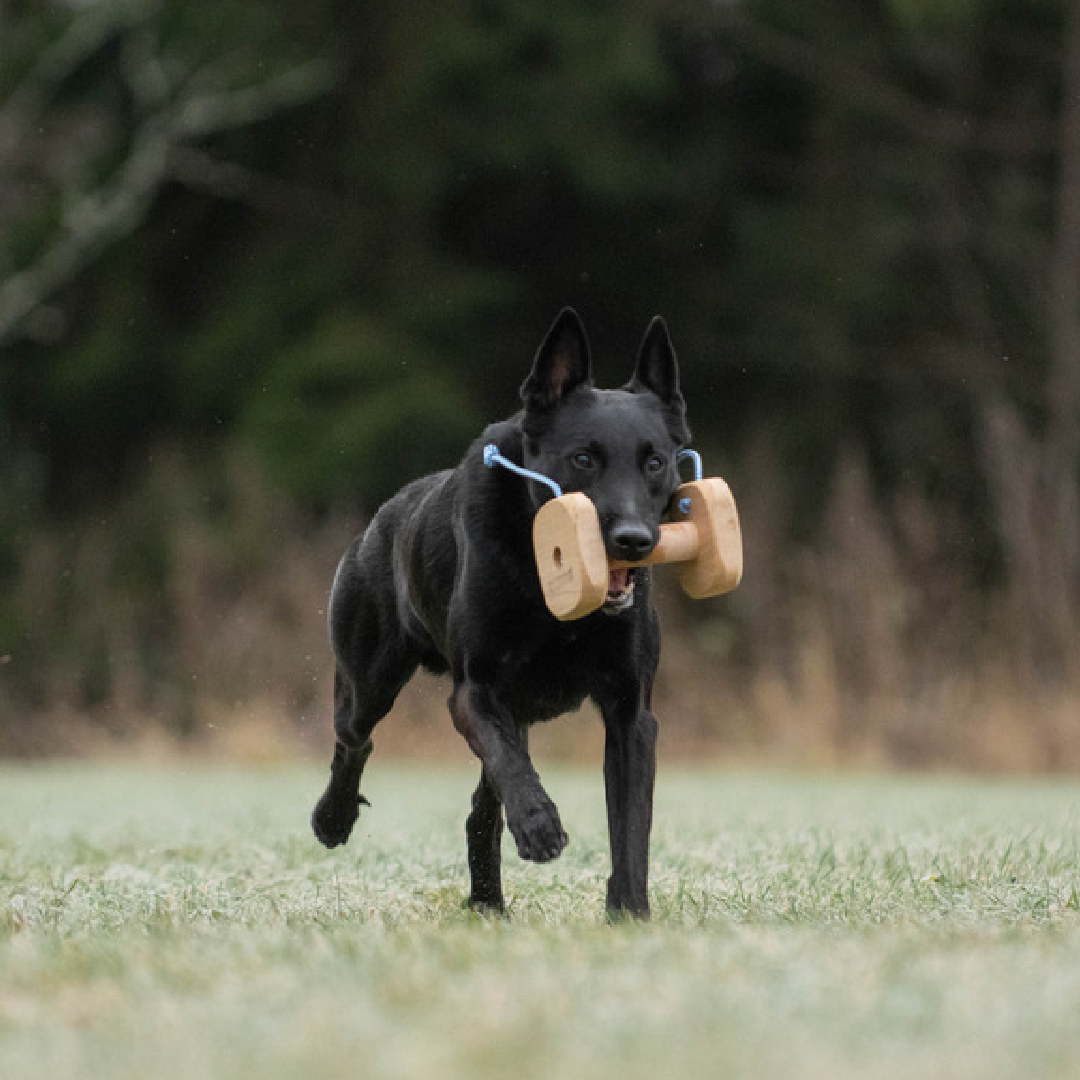 Raddog noutokapula naruilla