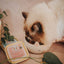 Cooka's Cookies PURRFECT Paté – Luonnollinen Naudanlihapaté Kissoille