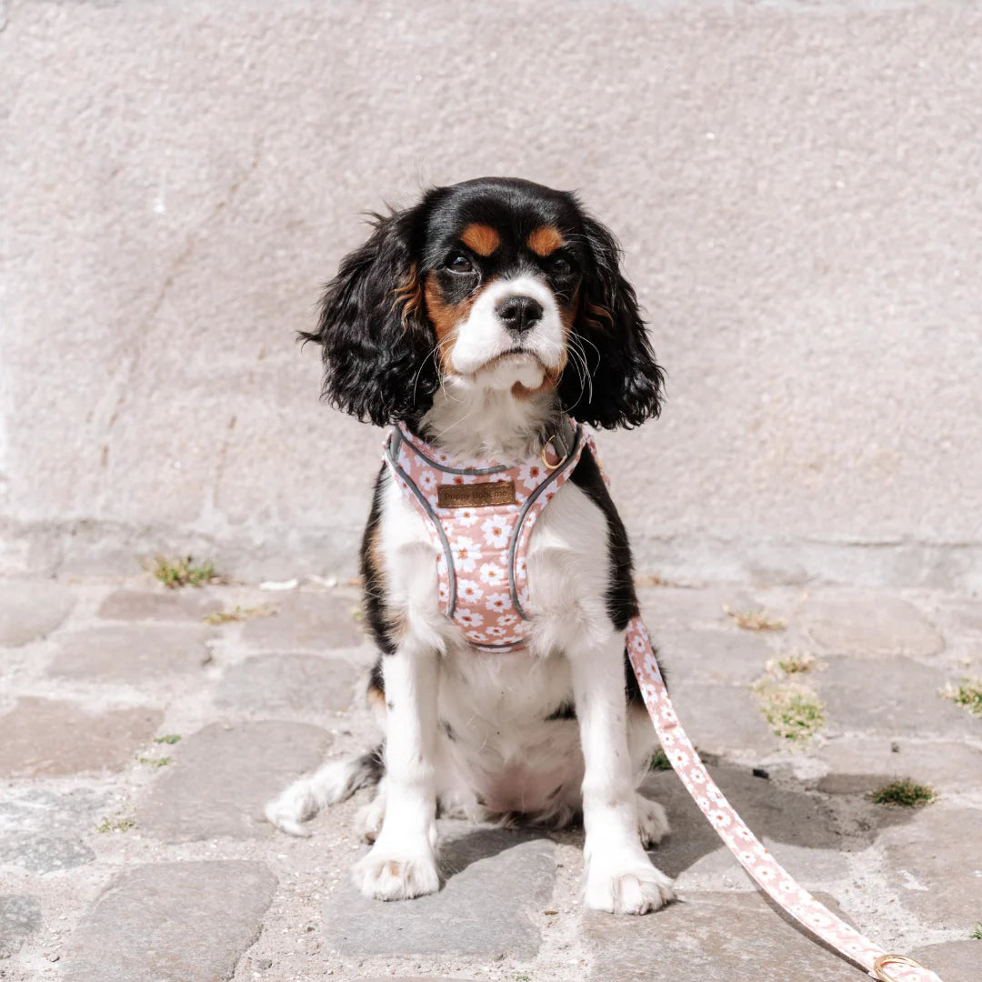 Puppy Bohéme Step-In Valjaat - Flora