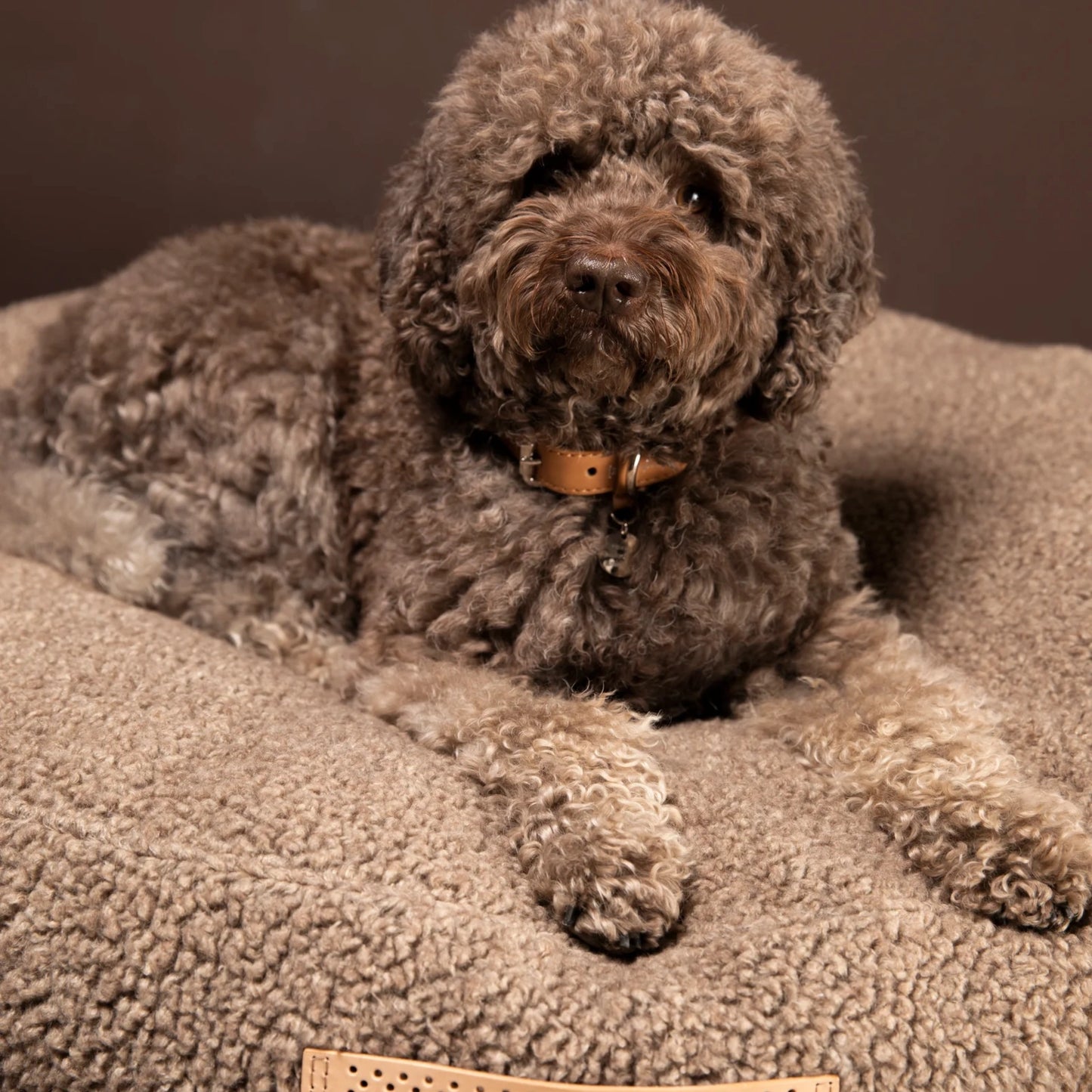 2.8 Fulvio - Bouclé Wool Koiranpeti