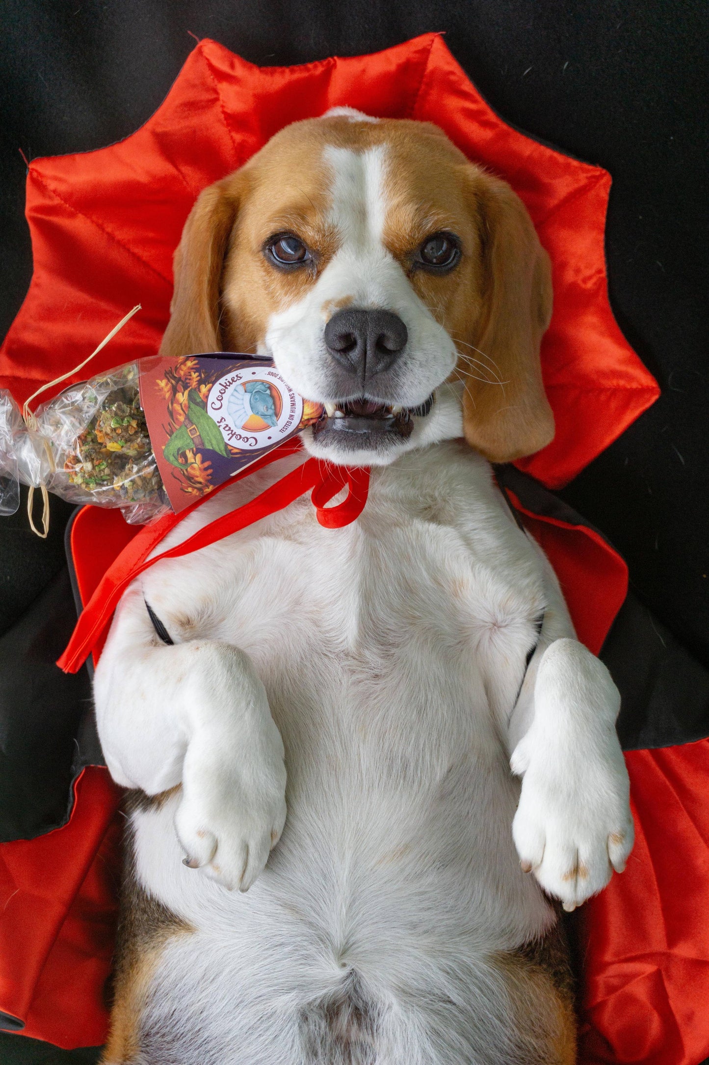 Cooka's Cookies Halloween - Kiss the Witch Kalkkuna & Kurpitsaherkut