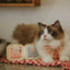 Cooka's Cookies PURRFECT Paté – Luonnollinen Naudanlihapaté Kissoille