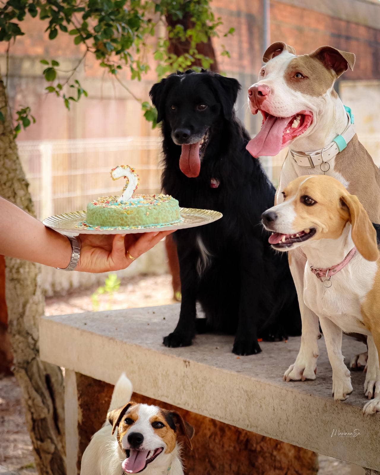 Cooka's Cookies Cake in a Box – Koiran Kakkumix, Kana tai Krilli