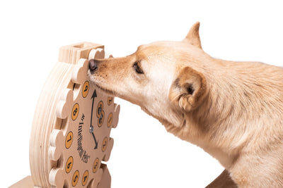 My Intelligent Dogs Clock – Älypeli koirille ja kissoille