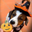Cooka's Cookies Halloween - Spooky Box