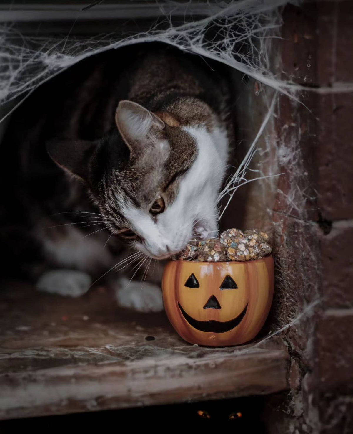 Cooka's Cookies Halloween - Kiss the Witch Kalkkuna & Kurpitsaherkut