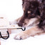 My Intelligent Dogs iPet - Älypeli Koirille