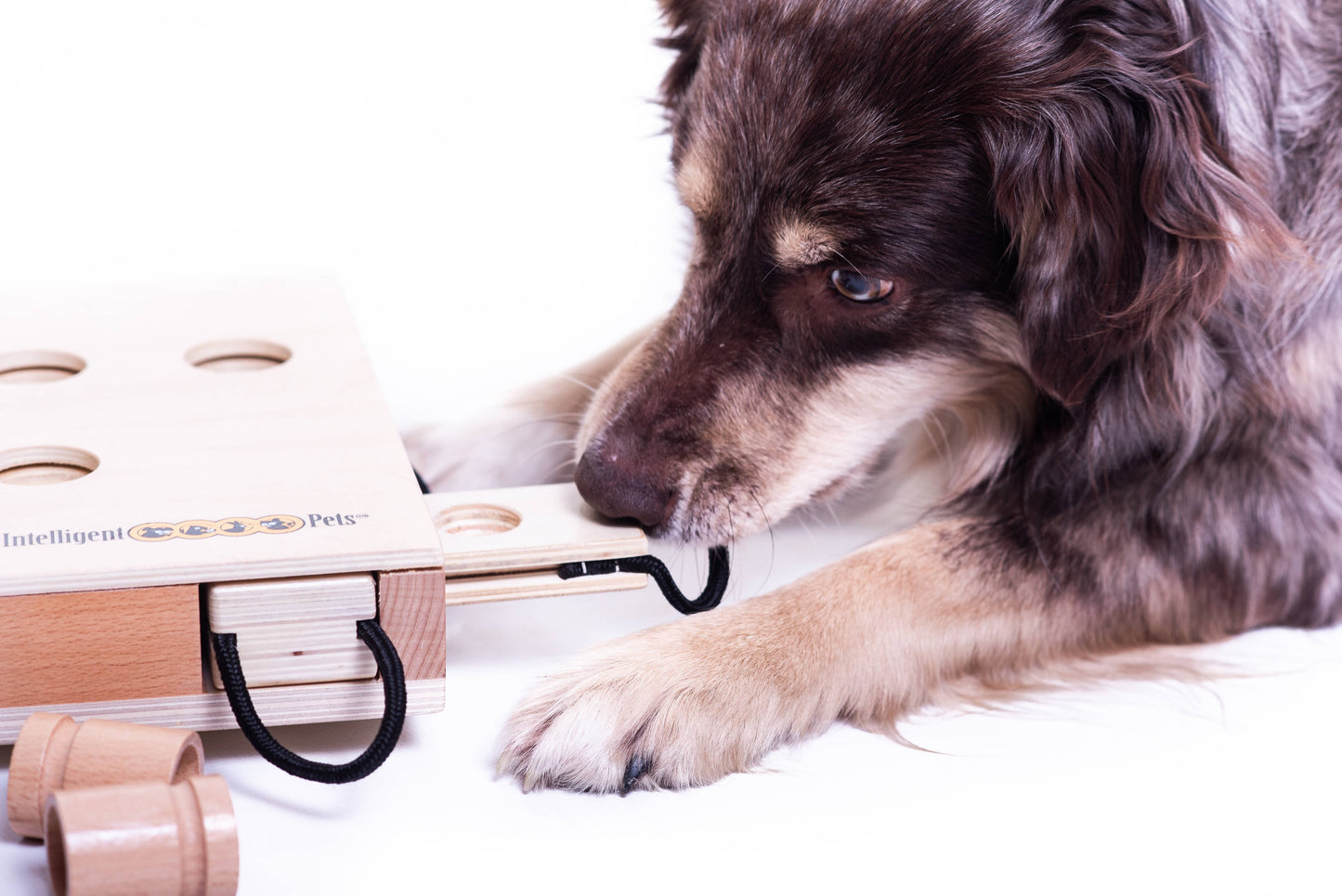 My Intelligent Dogs iPet - Älypeli Koirille