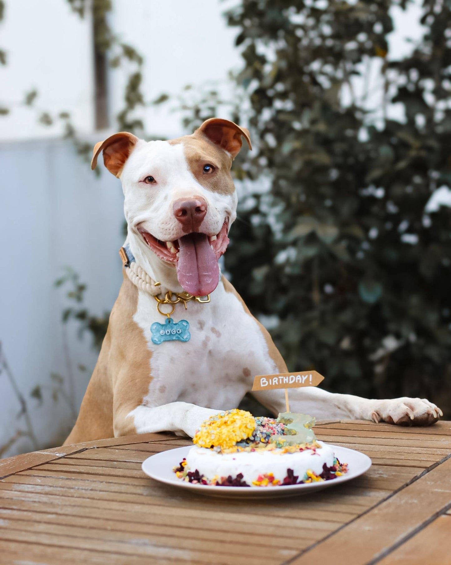 Cooka's Cookies Cake in a Box – Koiran Kakkumix, Kana tai Krilli