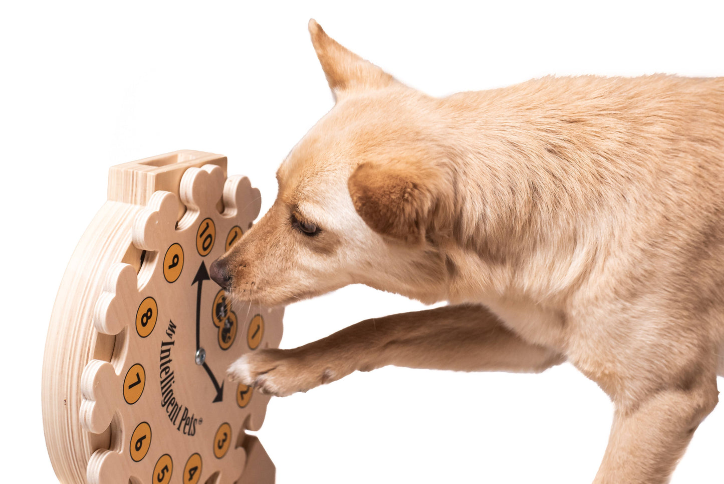 My Intelligent Dogs Clock – Älypeli koirille ja kissoille