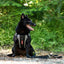 Ezydog Valjaat, X-Link - Eri kokoja