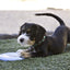 Kong Puppy Flyer S