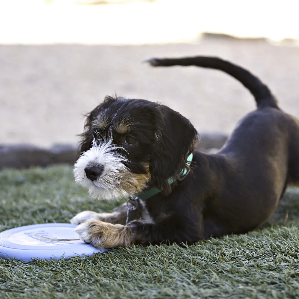 Kong Puppy Flyer S