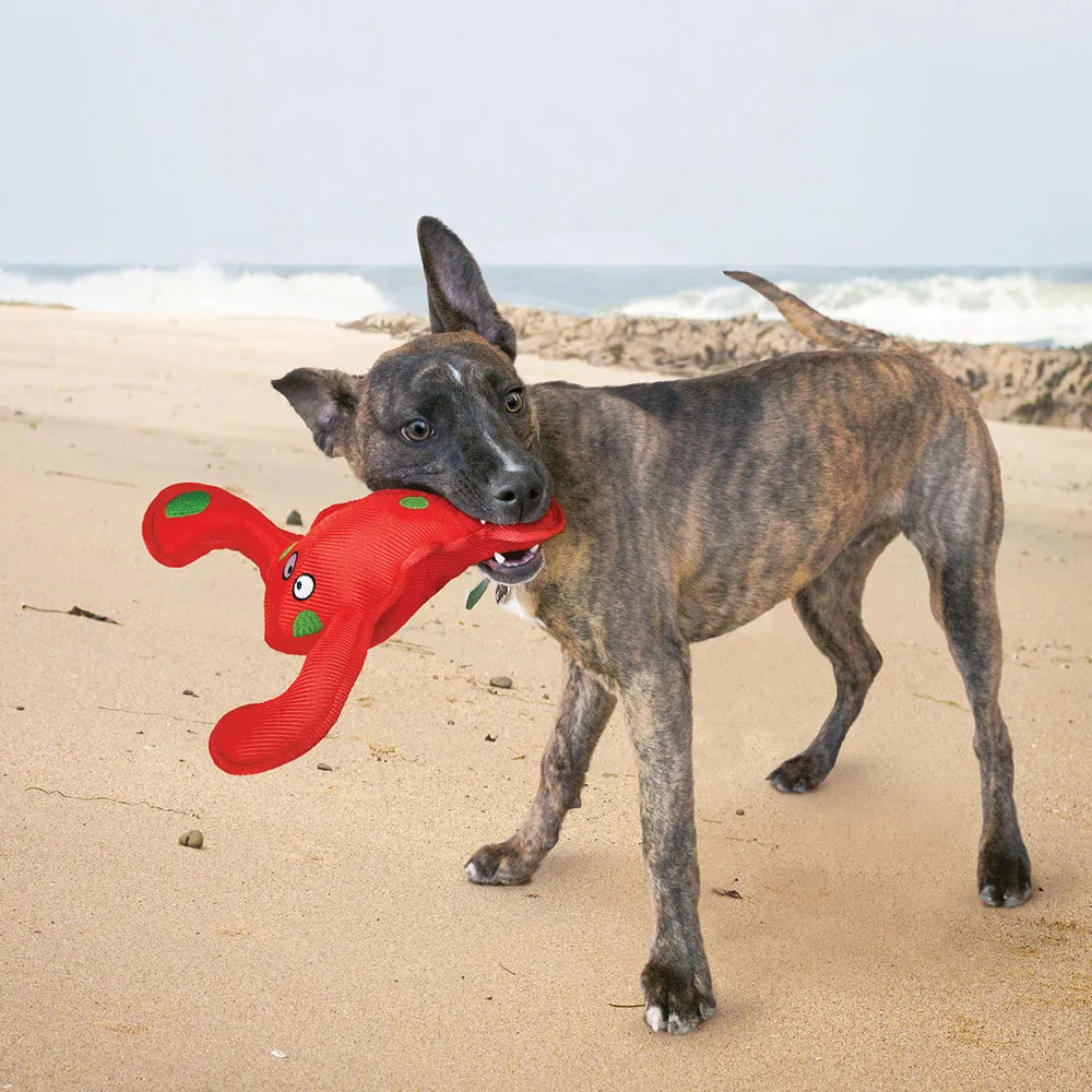 Kong Belly Flops Lobster, Koiran Vesilelu
