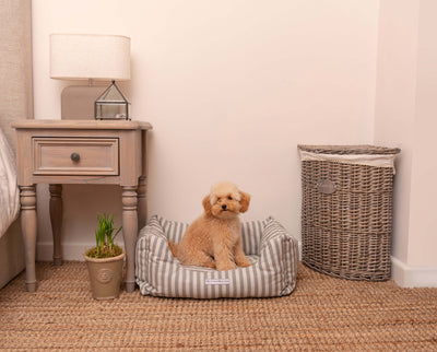 Koiran Peti Boxy Flint Striped