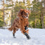 FINNERO HALLA Softshell Heijastavat Tossut, 4kpl