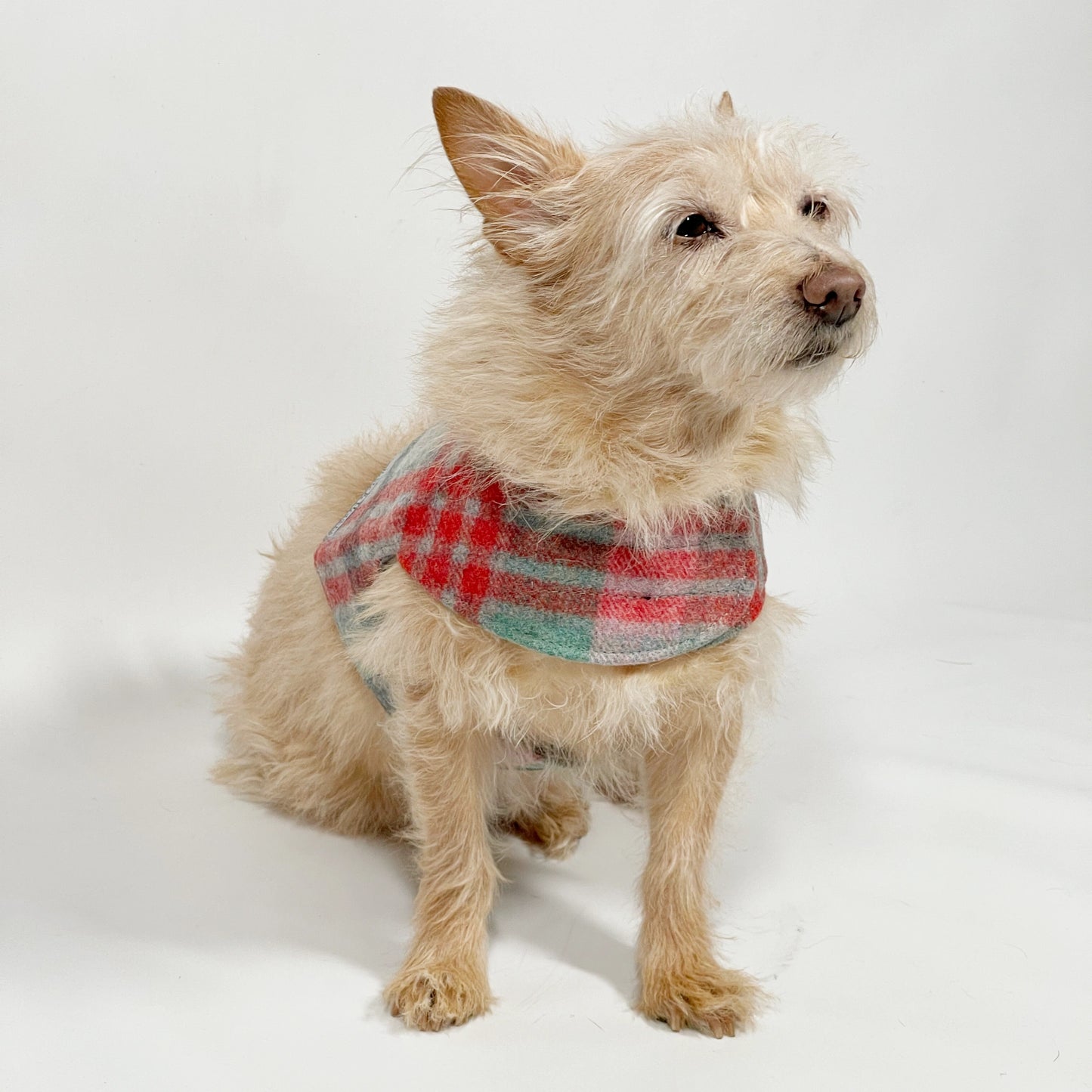 Mutts & Hounds - Pehmeät Paitavaljaat L