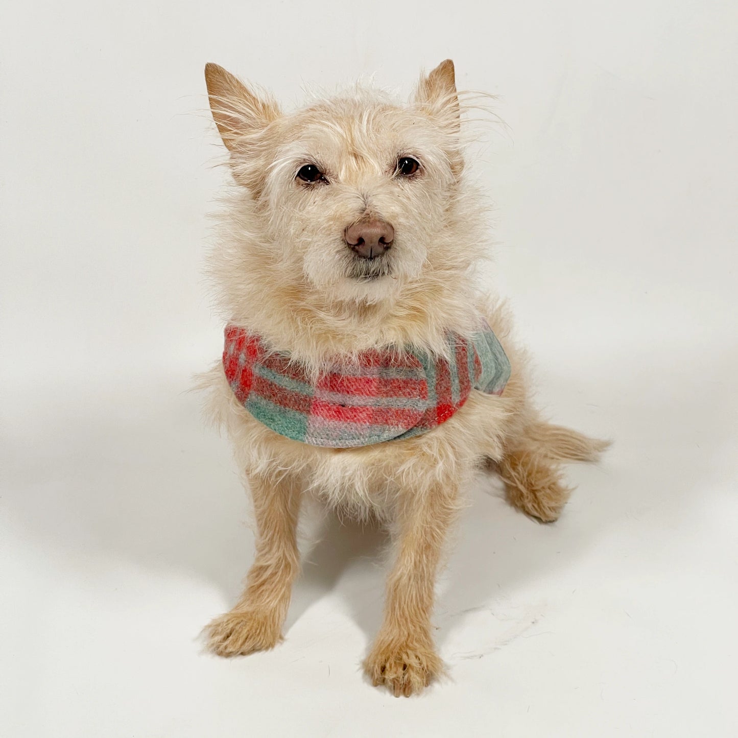 Mutts & Hounds - Pehmeät Paitavaljaat L