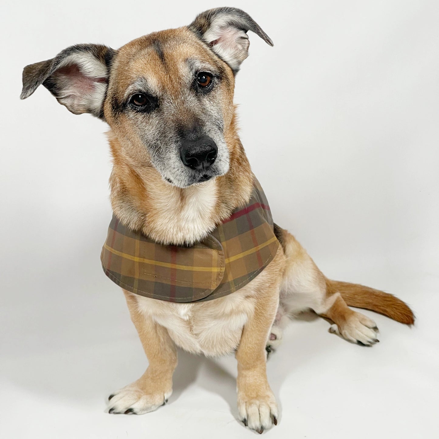 Mutts & Hounds - Pehmeät Paitavaljaat L