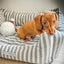 Koiran Peti Boxy Flint Striped
