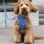 Puppy Bohéme Step-In Valjaat - Arrow