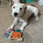 Green & Wilds Sancho the Satsuma, Eco Dog & Cat Toy