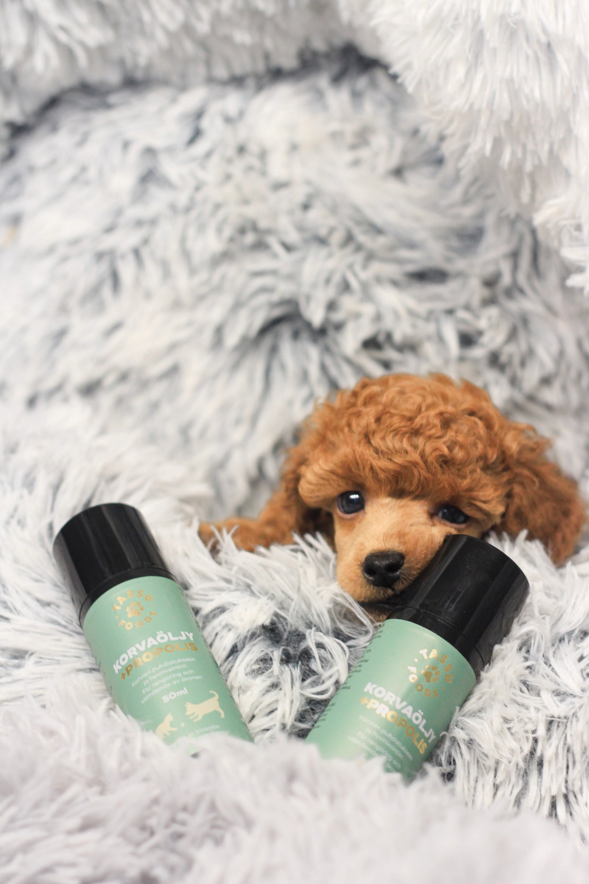 korvien puhdistus koirille ja kissoille