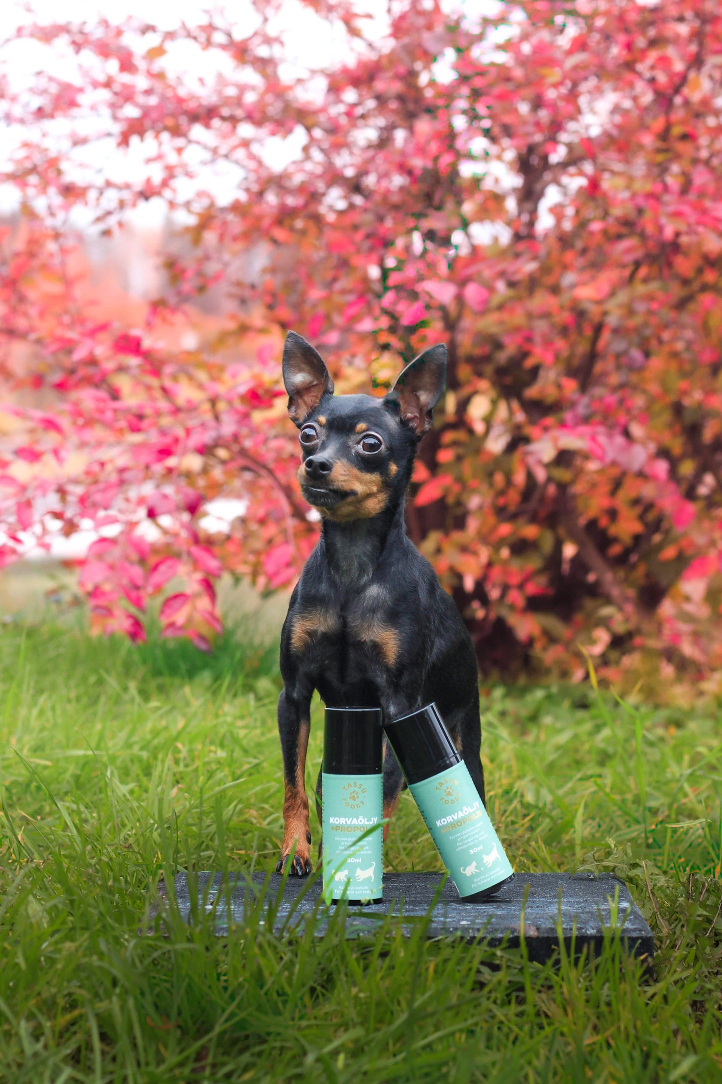 korvien puhdistus koirille ja kissoille