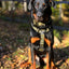 BullyBillows Anti-Pull TRI-Harness®, KHAKI – Koulutusvaljaat kaikille roduille