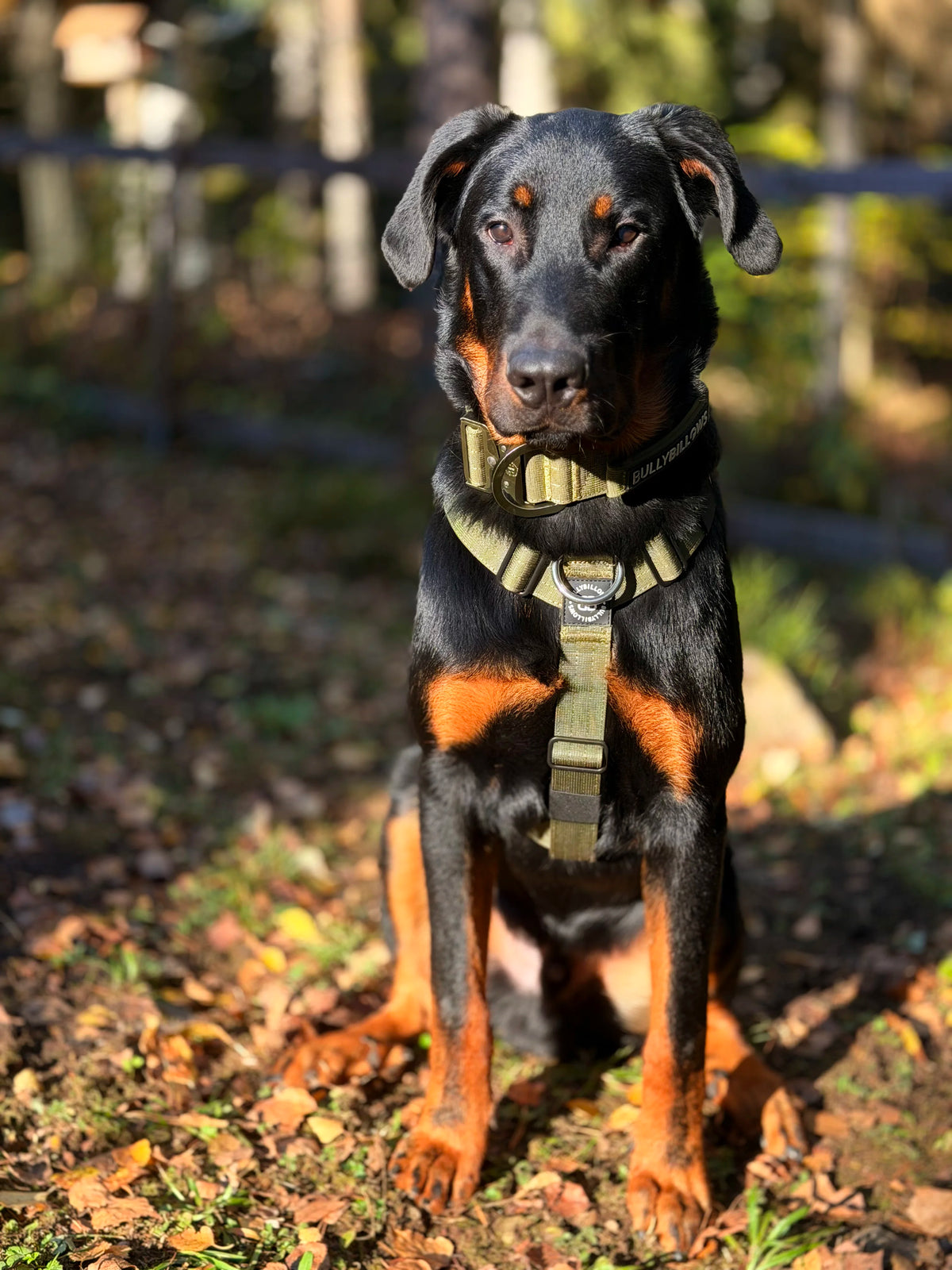 BullyBillows Anti-Pull TRI-Harness®, KHAKI – Koulutusvaljaat kaikille roduille