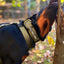 BullyBillows 5 cm Lighter Combat® Collar, KHAKI X KHAKI – Panta kahvalla ja turvalukolla