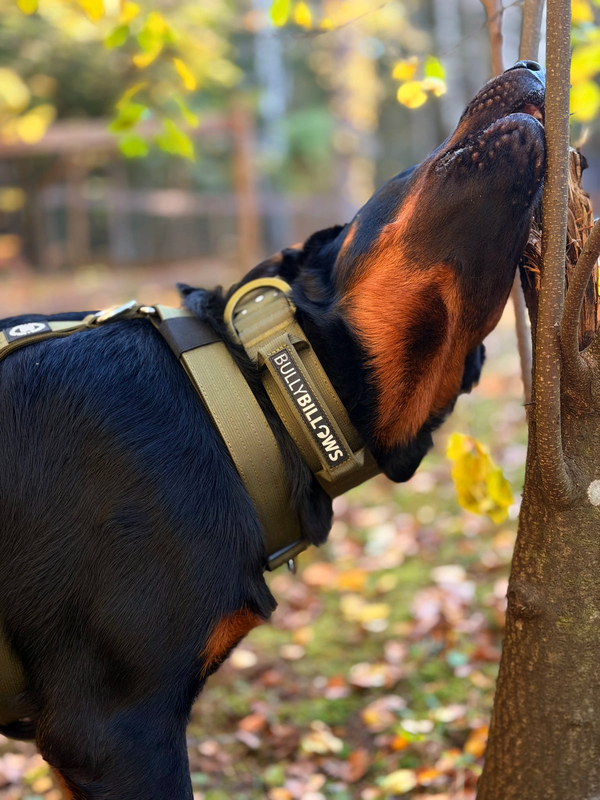 BullyBillows 5 cm Lighter Combat® Collar, KHAKI X KHAKI – Panta kahvalla ja turvalukolla