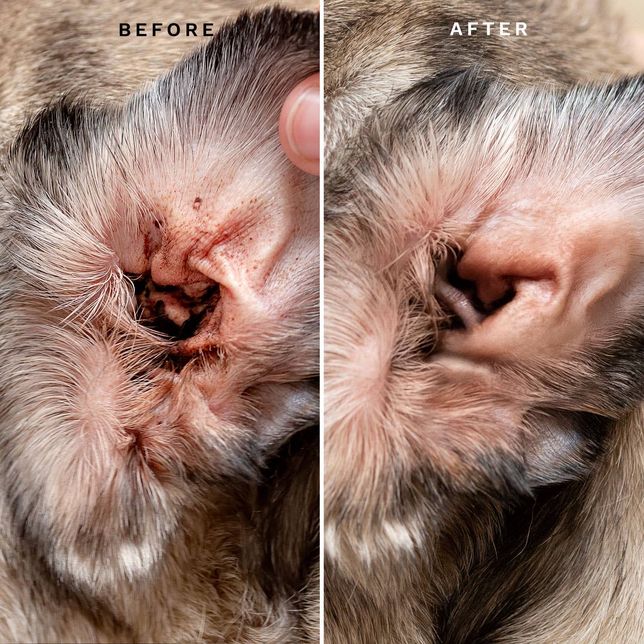 Eye Envy Ear Cleaning Solution For Dogs and Cats 118ml