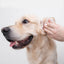 Eye Envy Fresh Ear Cleaning Wipes for Dogs 60kpl