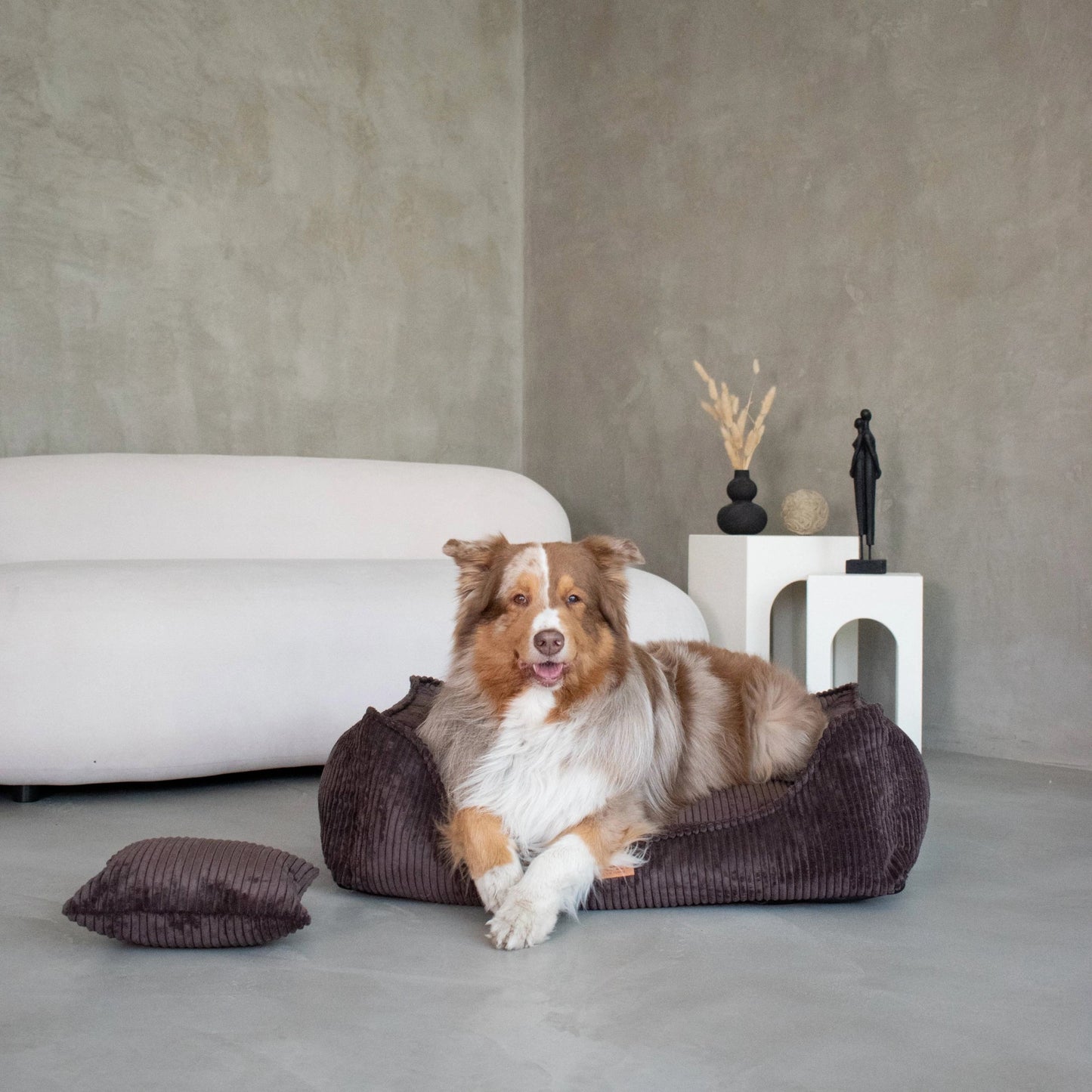 Denzoo Koiranpeti MILANO, Brown