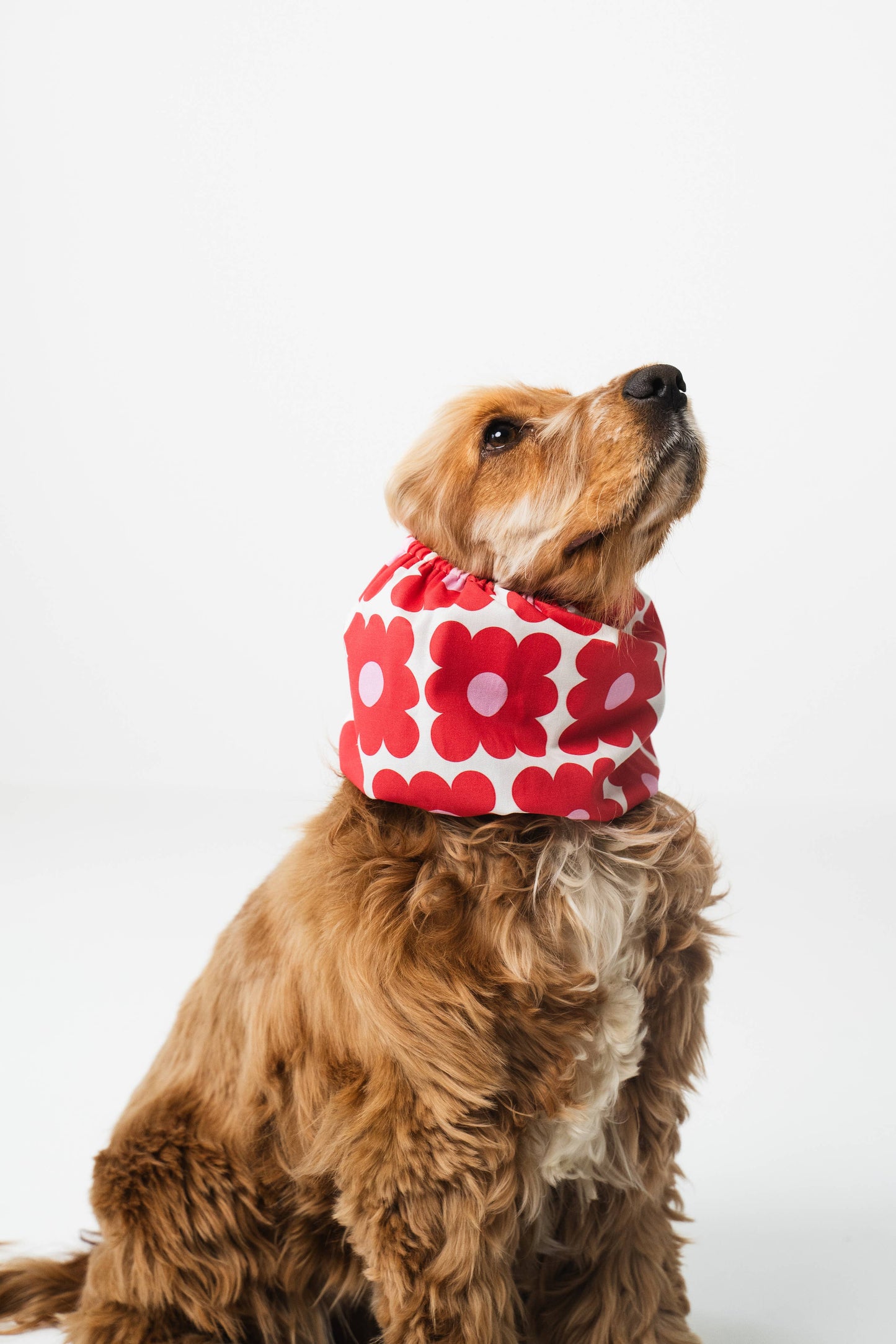 Lou & Co. Koiran Huppu - Kukat