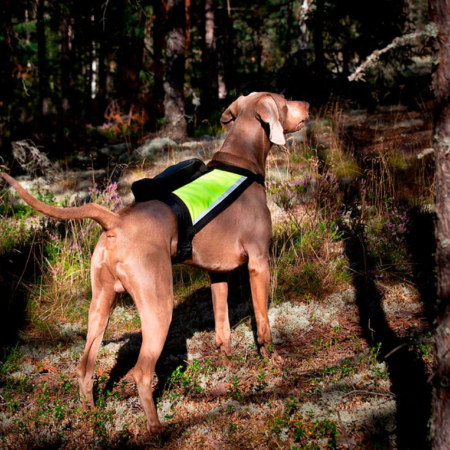 GPS Metsästysliivi koiralle